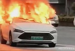 爆料海豚自燃视频播放在线观看,网络爆红视频揭秘自然奇观