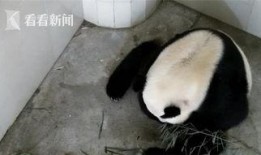 林冰最新爆料熊猫视频,熊猫视频揭秘萌态瞬间