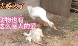 五哥爆料鹅视频,独家爆料带你探秘网红圈