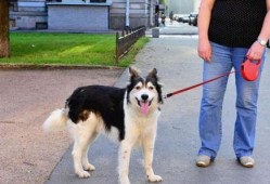 娱乐吃瓜酱骑车狗,骑行狗的趣味日常