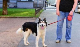 娱乐吃瓜酱骑车狗,骑行狗的趣味日常