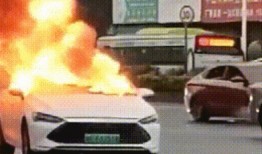 爆料海豚自燃视频播放在线观看,网络爆红视频揭秘自然奇观