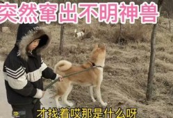 娱乐圈爆料50条狗视频,50条狗视频背后的娱乐圈秘密大揭秘