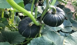 网红吃瓜投稿微信,揭秘娱乐圈幕后真相