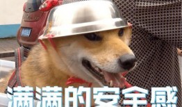 娱乐吃瓜酱骑车狗,骑行狗的趣味日常